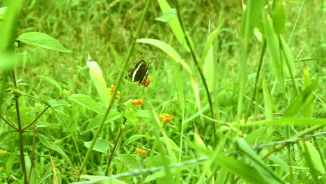 Slow-Motion-butterfly-taking-flight-from-an-orange-flower-bud-in-a-green-field