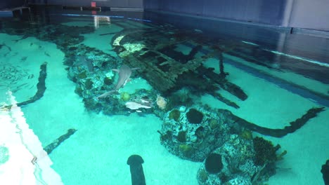 Tiburones-Toro-Nadando-En-La-Sobrecarga-Del-Acuario-Del-Estado-De-Texas