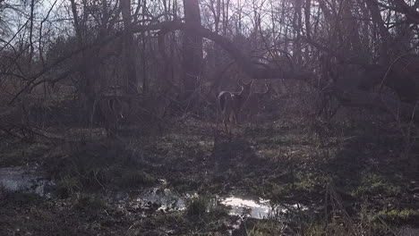 Following-shot-of-Deer-in-forest-area