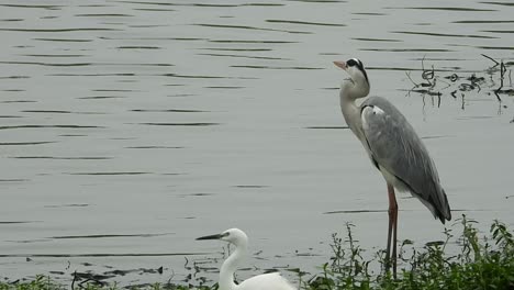 Vögel-Sind-Im-Flusswasserhintergrund