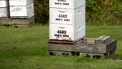 honey-bees-entering-a-beehive-on-country-farm-4k