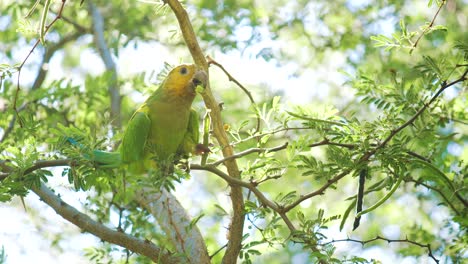 A-Beautiful-Green,-Brown-Throat-Parakeet-Feeding-On-A-Tree-Branch---Close-Up-Shot