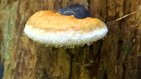 Tearing-polypore-on-old-strain