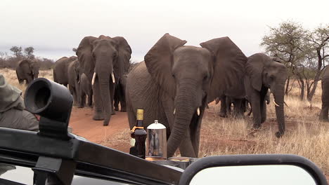 Gran-Manada-De-Elefantes-Acercándose-A-Un-Vehículo-De-Safari-En-Una-Parada-De-Café