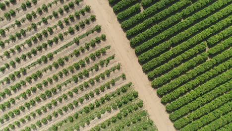 Luftaufnahmen-Von-Großen-Plantagen-Von-Obstbäumen-Und-Landwirtschaftlichen-Feldern