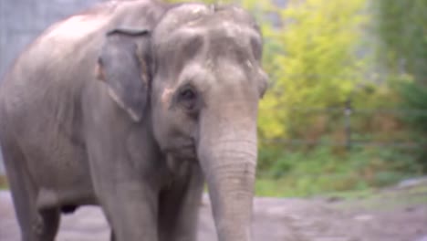 Elefant,-Der-Schnell-Am-Oregon-Zoo-Geht
