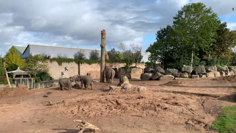 2-Elefantenbabys-Kämpfen-In-Ihrem-Gehege-In-Einem-Zoo,-Während-Mama-Etwas-Isst