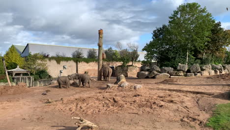 2-Elefantes-Bebés-Juegan-A-Pelear-En-Su-Recinto-En-Un-Zoológico-Mientras-Mamá-Come-Comida