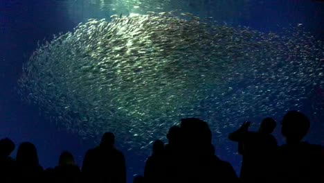 Sardinas-Del-Pacífico-Pululando-En-Enormes-Escuelas-Brillantes-Sobre-Una-Silueta-De-Personas-Que-Visitan-La-Famosa-Exhibición-De-Mar-Abierto,-La-Exhibición-Submarina-Más-Grande-En-El-Acuario-De-La-Bahía-De-Monterey