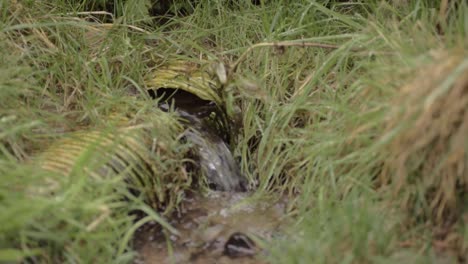 Perforierte-Landentwässerungsrohre-Beschädigt-Und-In-Verfall