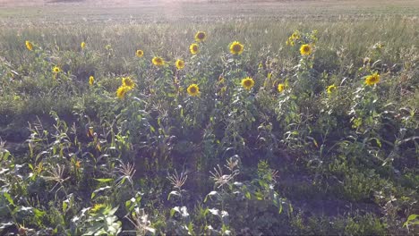 Sunflowers-glow-in-the-sun-and-dance-in-the-breezes-as-a-drone-captures-the-scene-from-a-low-altitude-pass-by