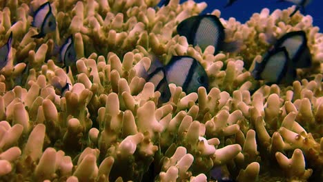 Kleine-Fische,-Die-In-Einer-Acropora-Korallenstruktur-Leben