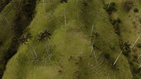 Aerial-showing-horses-from-a-bierdview,-flying-over-the-biggest-palmtrees-on-earth-in-Colombia