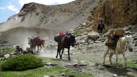 Tilting-up-shot-to-a-horse-caravan,-with-a-sherpa-as-transporting-goods,-supplies-in-the-mountains