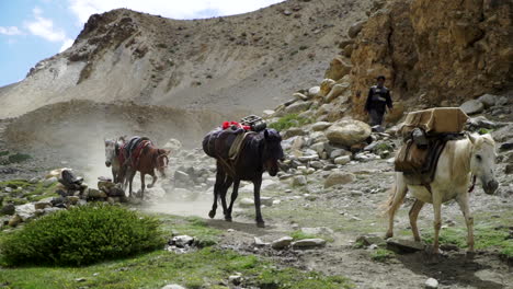 Hochkippschuss-Zu-Einer-Pferdekarawane,-Mit-Einem-Sherpa-Als-Transportgut,-Vorräte-Im-Gebirge