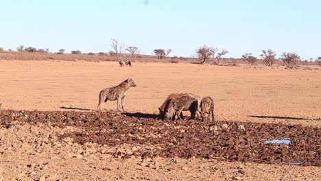 A-pack-of-African-Spotted-Hyenas-scavenge-for-food-in-muddy-floodplain