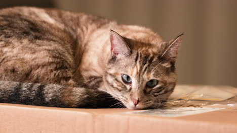 A-sleepy-cat-dozing-off-ontop-of-a-cardboard-box---Close-up-pan