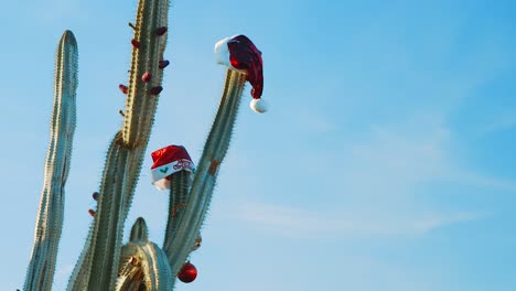 Curacao---Cacti-Decorated-With-Red-Christmas-Hats-Under-The-Blue-Sky-On-A-Sunny-Day---Close-up-Shot