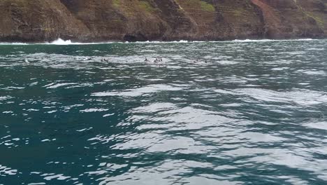 HD-120fps-Hawaii-Kauai-Boating-on-the-ocean-several-dolphins-surface-one-jumping-with-rocky-cliffs-in-distance