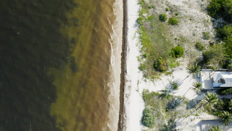 Cancun-beach-filled-with-sea-wrack-and-algae-next-to-the-resort-from-a-drone-perspective