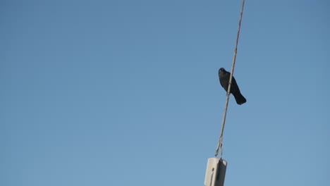 Common-blackbird-clamping-to-metal-antenna-on-rooftop