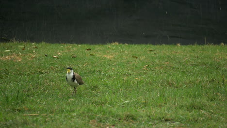 Maskierter-Kiebitzvogel,-Der-Auf-Dem-Gras-Nach-Nahrung-Jagt