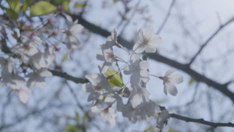 Hermosa-Flor-De-Cerezo-En-Plena-Floración-En-Un-Soleado-Día-De-Primavera