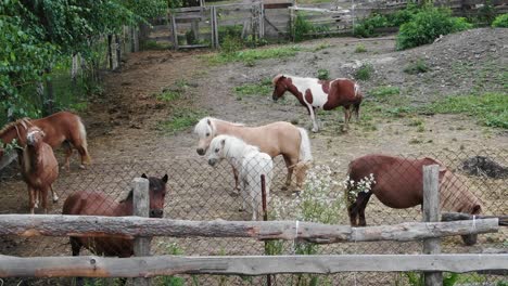 Vista-Aérea-De-Ponis-En-Un-Campo-Rastreando-Hacia-Atrás