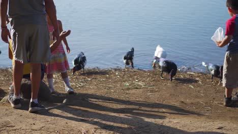 Patos-En-El-Lago-Alimentados-Por-Niños