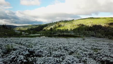 Drone-shot-of-snow-lightly-dusted-along-a-meadow
