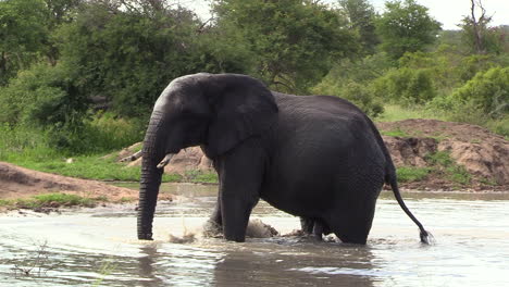 Ein-Elefant-Schüttelt-Und-Spritzt-Spielerisch,-Während-Er-In-Südafrika-Durch-Wasser-Geht