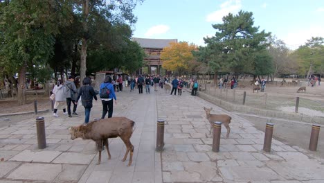 Tourists-sightsee,-walk-around-Nara-park-surrounded-by-wild-deer