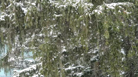 Nieve-Cayendo-En-El-Bosque