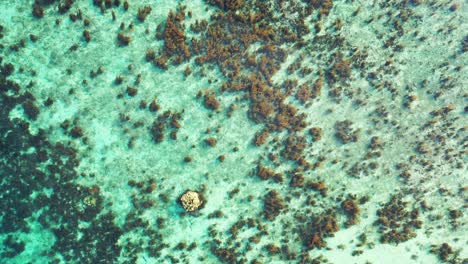 Brown-coral-reefs-growing-on-white-sand-of-sea-bottom-under-calm-clear-water-of-shallow-lagoon-reflecting-sunlight-in-Cook-islands