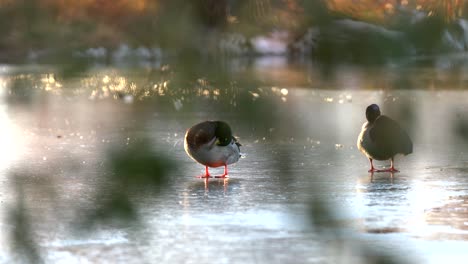 Closeup-view-of-mallard-ducks-standing-on-frozen-lake
