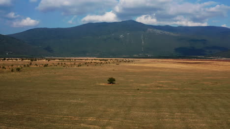 slow-flight-towards-a-single-tree-on-a-wide-field-with-a-beautiful-mountain-view