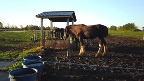 Early-morning-wide-shot-of-three-horses-together-on-the-farm,-with-salt-lick-and-feed-station