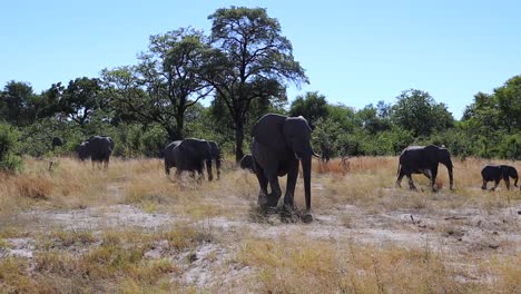 Eine-Herde-Afrikanischer-Buschelefanten-Geht-Vom-Busch-Auf-Eine-Lichtung