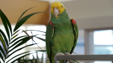 Pet-Parrot-perched.-Amazona-oratrix.-Handheld,-shallow-focus