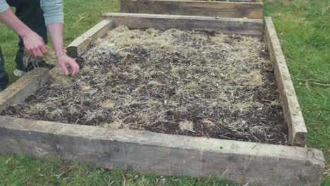 Scattering-hay-mulch-thinly-over-raised-garden-bed