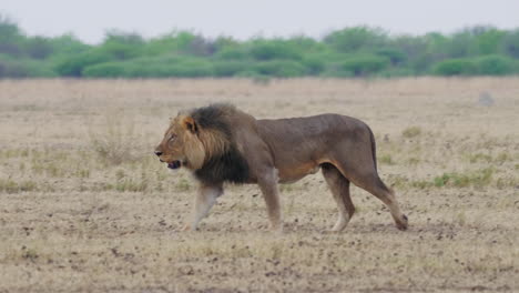Un-León-Hambriento-De-Melena-Negra-Caminando-En-El-Campo-Seco-En-Nxai-Pan,-Botswana---Plano-General