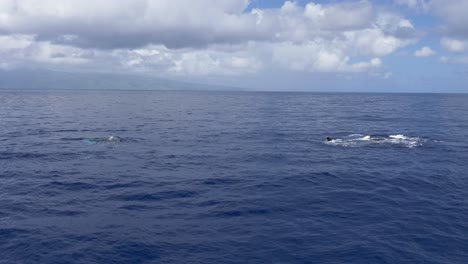 Humpback-whale-pectoral-fin-slap-wide-shot-Maui,-Hawaii