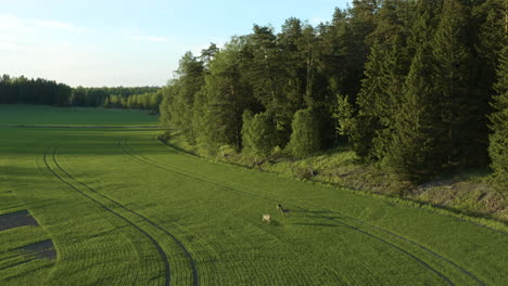 Aerial-drone-shot-overlooking-a-pack-of-deer,-grazing-on-a-green-wheat-field,-sunny-evening,-in-Porkkala,-Uusimaa,-Finland---Rangifer-tarandus-fennicus
