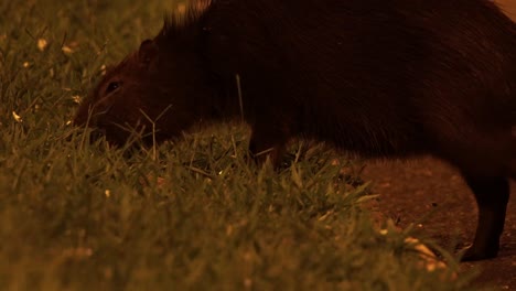 Mid-shot-of-a-capybara-eating-grass-at-night-and-going-out