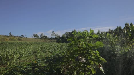Panorama-De-Un-Campo-De-Cultivo-De-Hortalizas-Con-Sistema-De-Riego-Por-Aspersión-Que-Riega-Las-Plantas