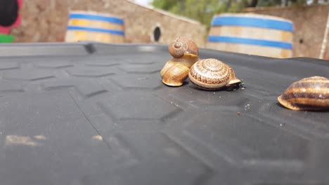 Static-shot-showing-snail-family-enjoying-nature-outdoor-on-garden-table
