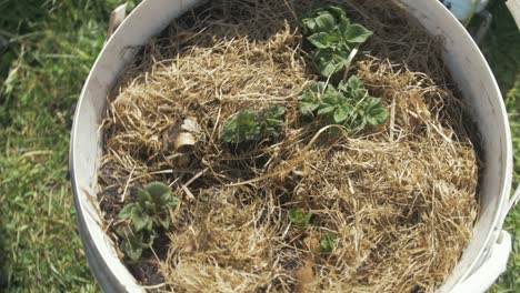 Potatoes-planted-in-bucket-with-hay-mulch