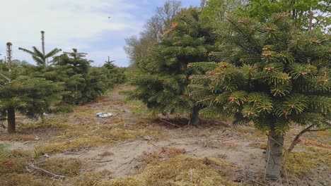 Eine-Nahaufnahme-Einer-Fichte-Weihnachtsbaumfarm-In-Polen