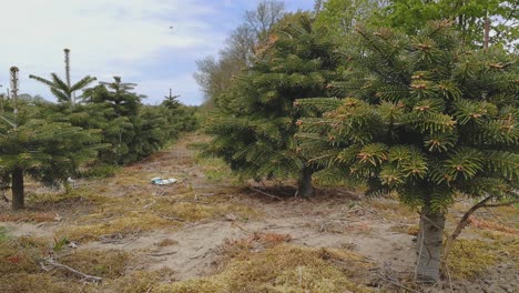 A-close-up-of-a-spruce-Christmas-tree-farm-in-Poland