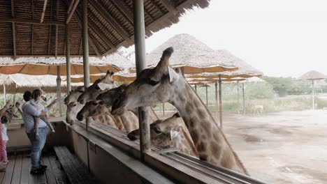 People-feeding-giraffes-with-bananas-on-a-giraffe-terrace-in-Safari-World,-Bangkok